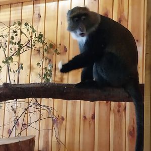 Egzotarium - Sykes or White-throated guenon (Cercopithecus albogularis)
