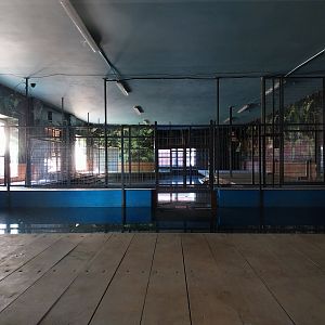 Egzotarium - Nile Crocodile (Crocodylus niloticus)