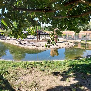 Egzotarium - Nile Crocodile (Crocodylus niloticus)