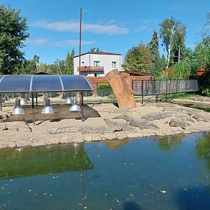 Egzotarium - Nile Crocodile (Crocodylus niloticus)