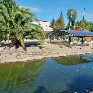 Egzotarium - Nile Crocodile (Crocodylus niloticus)