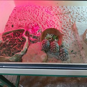 Egzotarium - Marginated Tortoise (Testudo marginata) and Yellow-footed Tortoise (Geochelone denticulata)