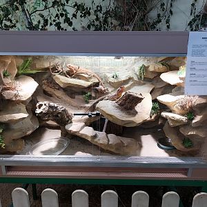 Egzotarium - Central Bearded Dragon (Pogona vitticeps)