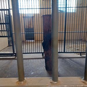 Egzotarium - Tiger holding