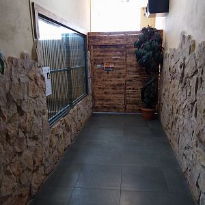 Egzotarium - Southeast African lion (Panthera leo krugeri)