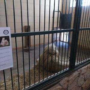 Egzotarium - Southeast African lion (Panthera leo krugeri)