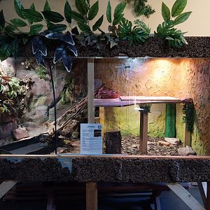 Egzotarium - Boa constrictor imperator