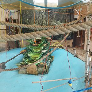 Mixed species building - Squirrel monkey