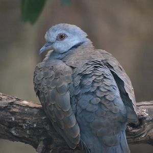 Adamawa turtle dove