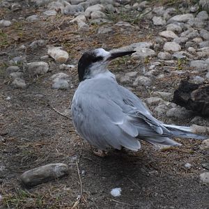 Arctic tern