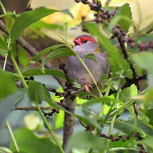 Red-browed finch