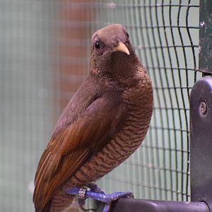 King bird-of-paradise
