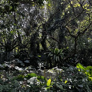 Southern Cassowary Exhibit- Left Side