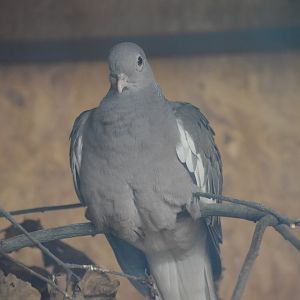Bare-eyed pigeon