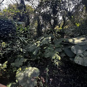 Southern Cassowary Exhibit- Right Side