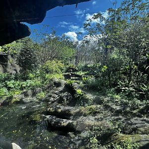 Malayan Tiger Exhibit
