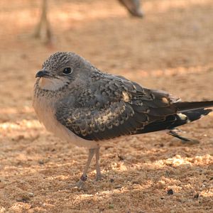 Collared pratincole