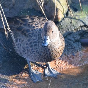 South Georgian teal