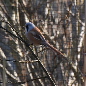 Bearded reedling