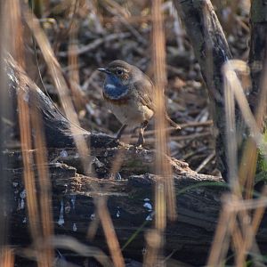 Bluethroat