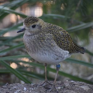European golden plover