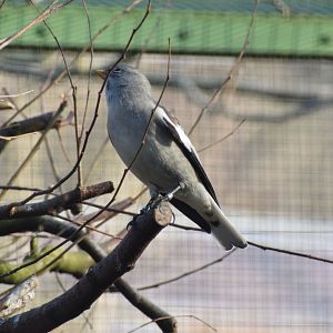 White-winged snowfinch
