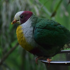 Yellow-breasted fruit-dove