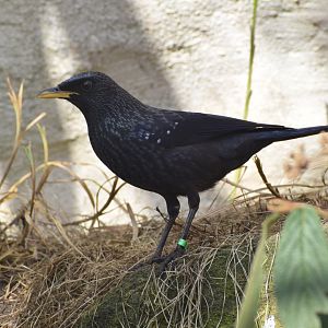 Blue whistling trush