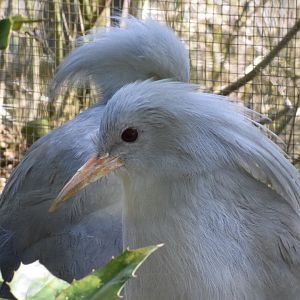 Kagu