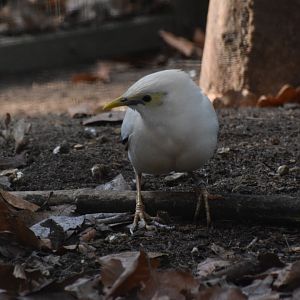 Black-winged myna