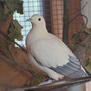 Silver-tipped imperial pigeon