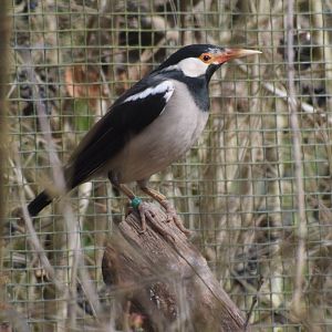 Indian pied myna