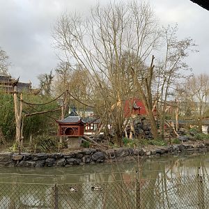 Former Gibbon enclosure, soon home to new monkey species.