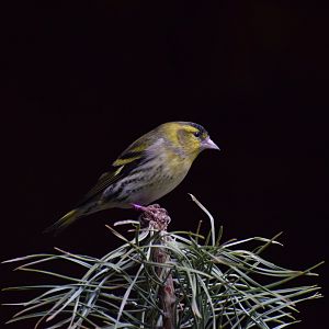 Eurasian siskin