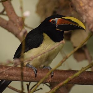 Green aracari