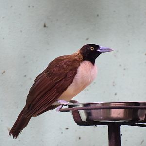 Lesser bird-of-paradise