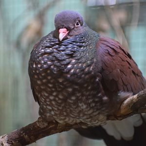 Scaled pigeon