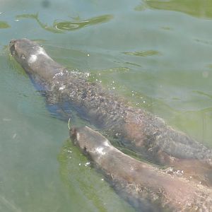 Giant otter pair - Ecoparque BA