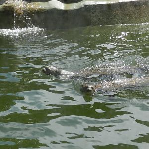 Giant otter pair - Ecoparque BA