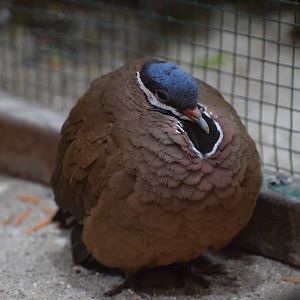 Blue-headed quail dove