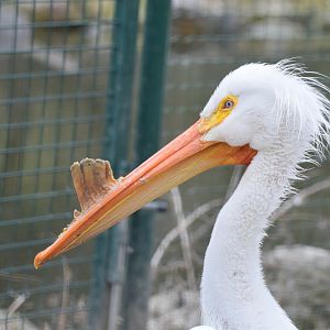 American white pelican