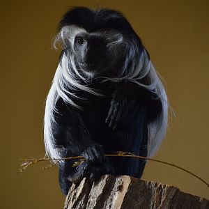 Angola colobus