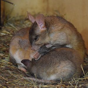Malagasy jumping rats