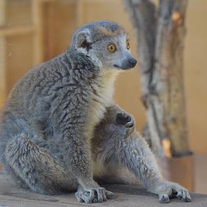 Crowned lemur