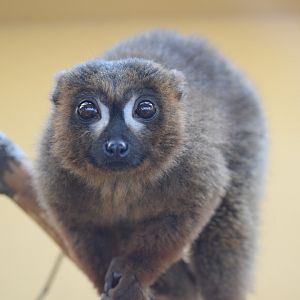 Red-bellied lemur