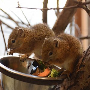 Smith's bush squirrel