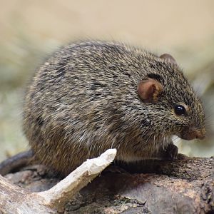 African grass rat