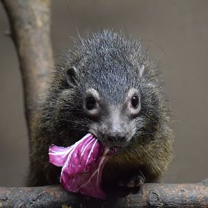 West African tree hyrax