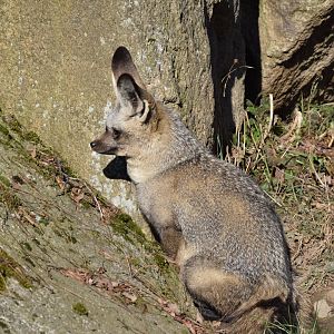 Bat-eared fox
