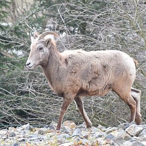 California bighorn sheep